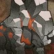 イワカムリ亜種