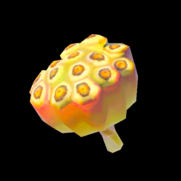 ゴーゴーハスの実