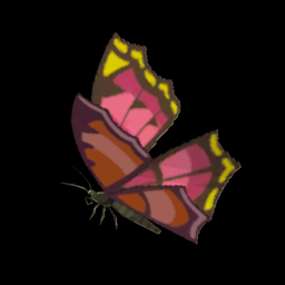 ポカポカアゲハ