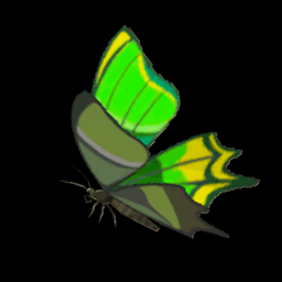 ビリビリアゲハ